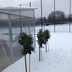 Drei kleine Nadelb&auml;ume stehen im Schnee neben einem Gew&auml;chshaus, im Hintergrund ein Sportplatz mit Zaun.