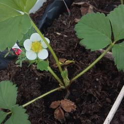 Bl&uuml;hende Erdbeerpflanze mit einer wei&szlig;en Bl&uuml;te und gr&uuml;nen Bl&auml;ttern in fruchtbarer Erde.