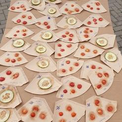 Ein Holzbrett mit mehreren Papiertellern, belegt mit Gurken- und Kirschtomatenst&uuml;cken, wird von zwei H&auml;nden gehalten.