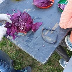 Gesunde Vorbereitung von rotkohl am Tisch mit bunten Tellern, Handschuhen und Schutzbrille im Freien.