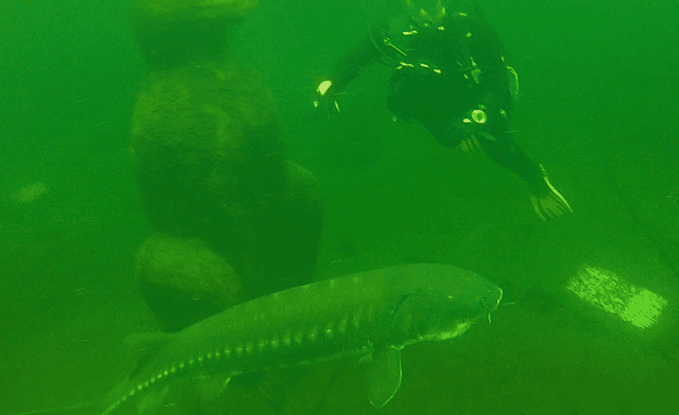 Taucher schwimmt neben einem Stör unter Wasser, umgeben von trübem, grünem Wasser und einer großen Steinstruktur.